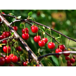 Mini višňa nízkokmenná (Prunus cerasus) ´PIEMONT´ - skorá 120-140 cm - voľnokorenná